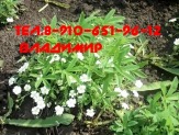 Лапчатка белая